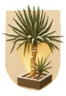 Yucca Palms